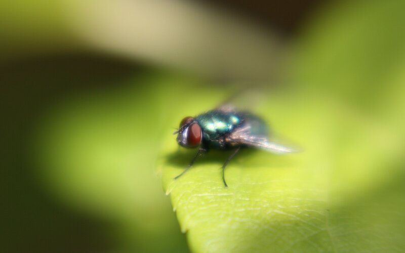 Green Fly on Leaf — Natural, Photograph, Black