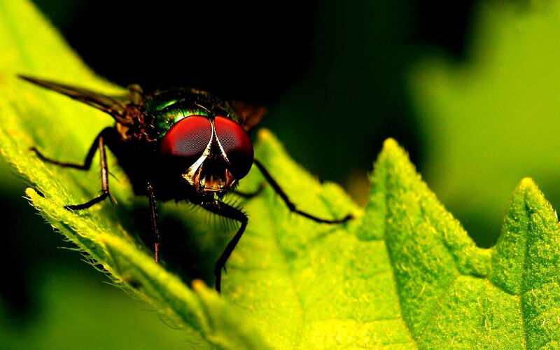 Green Fly on Leaf — Natural, Photograph, Eyes
