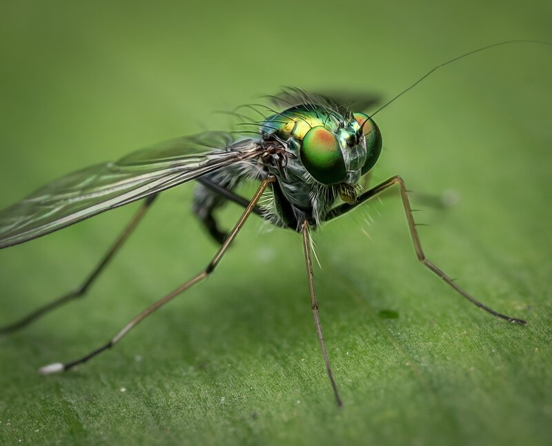 Green Fly on Leaf — Natural, Photograph, Insect