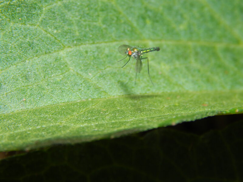 Green Fly on Leaf — Natural, Photograph