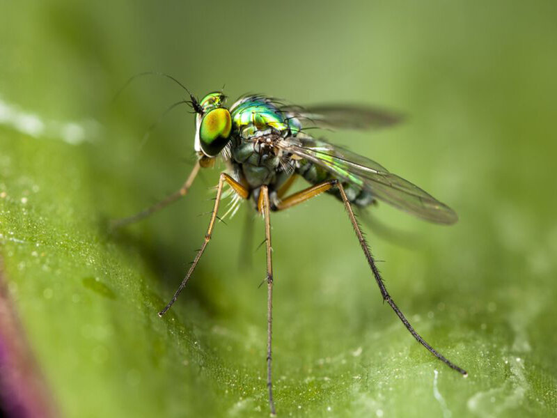 Green Fly on Leaf — Natural