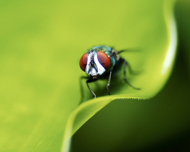 Green Fly on Leaf — Red