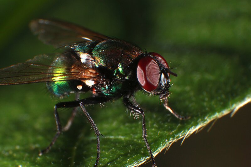 green fly on leaf