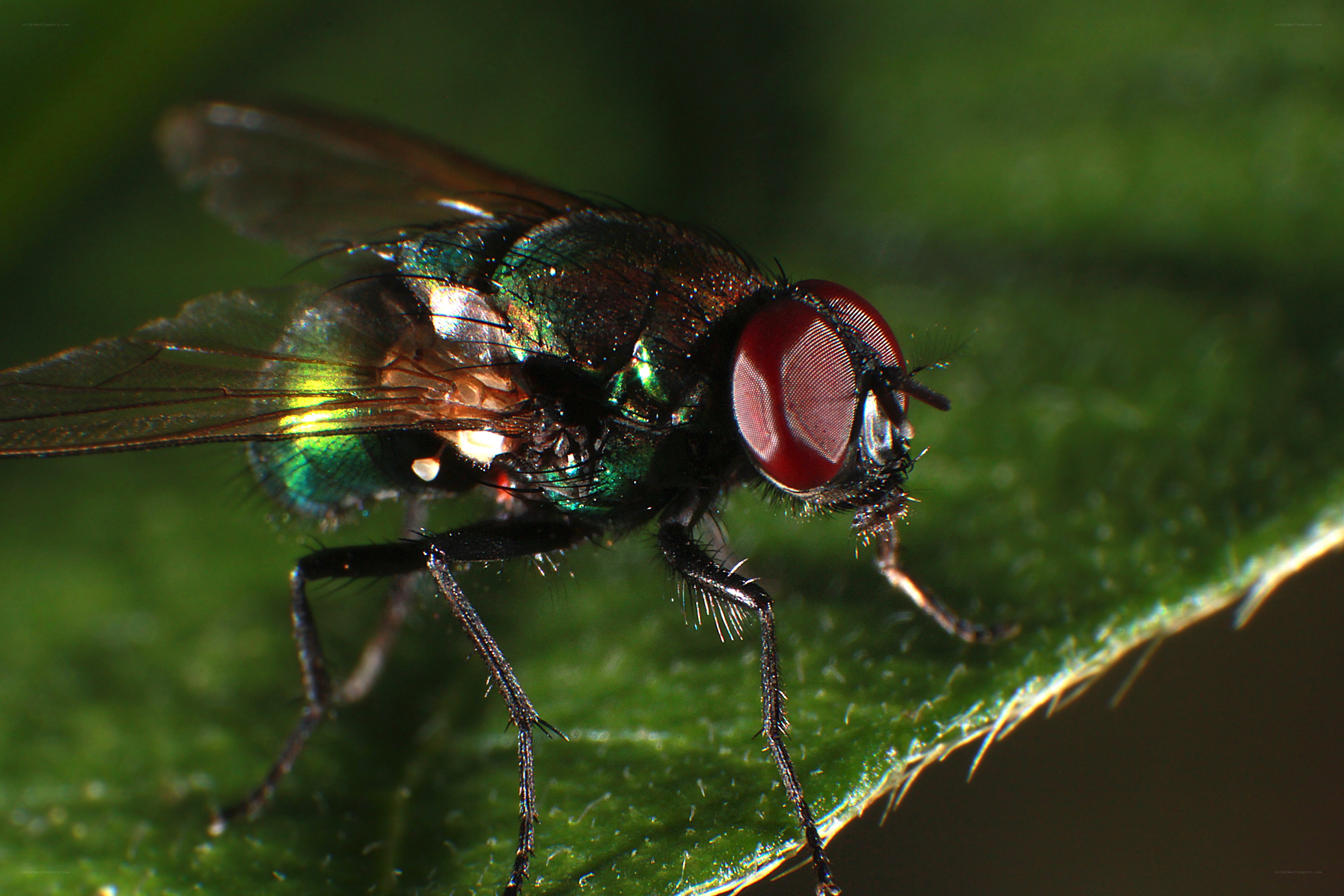 green fly on leaf