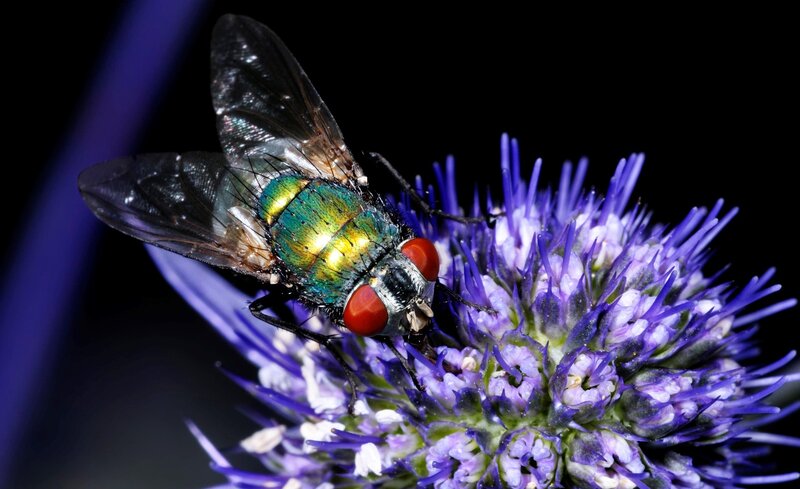 Green Fly on Purple Flower — Dramatic