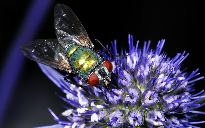 Green Fly on Purple Flower