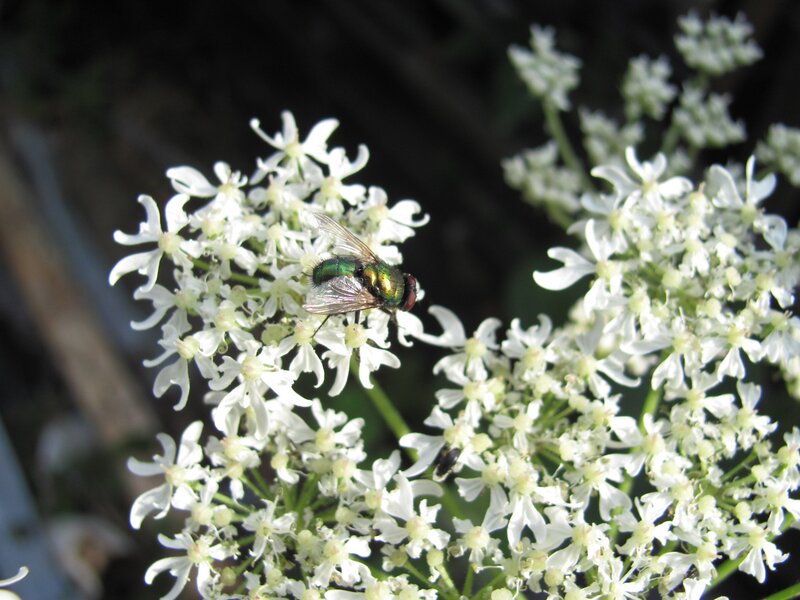 green fly on white flowers