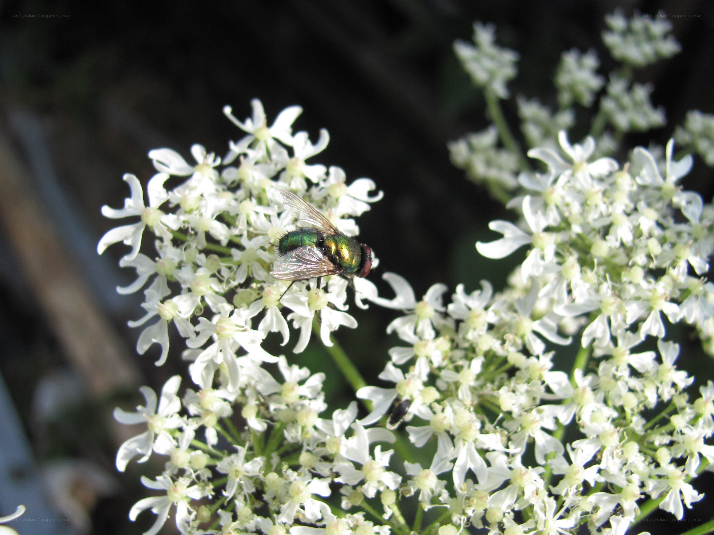 green fly on white flowers