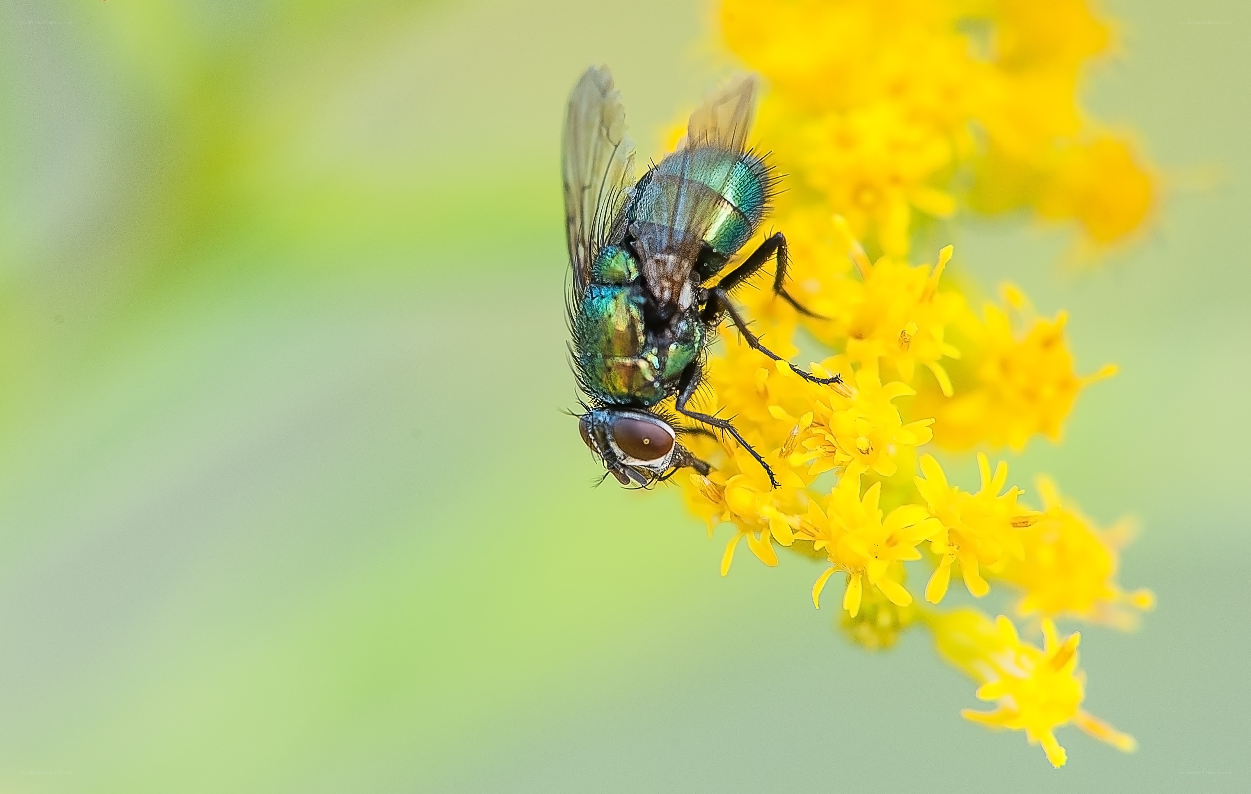 green fly on yellow flower