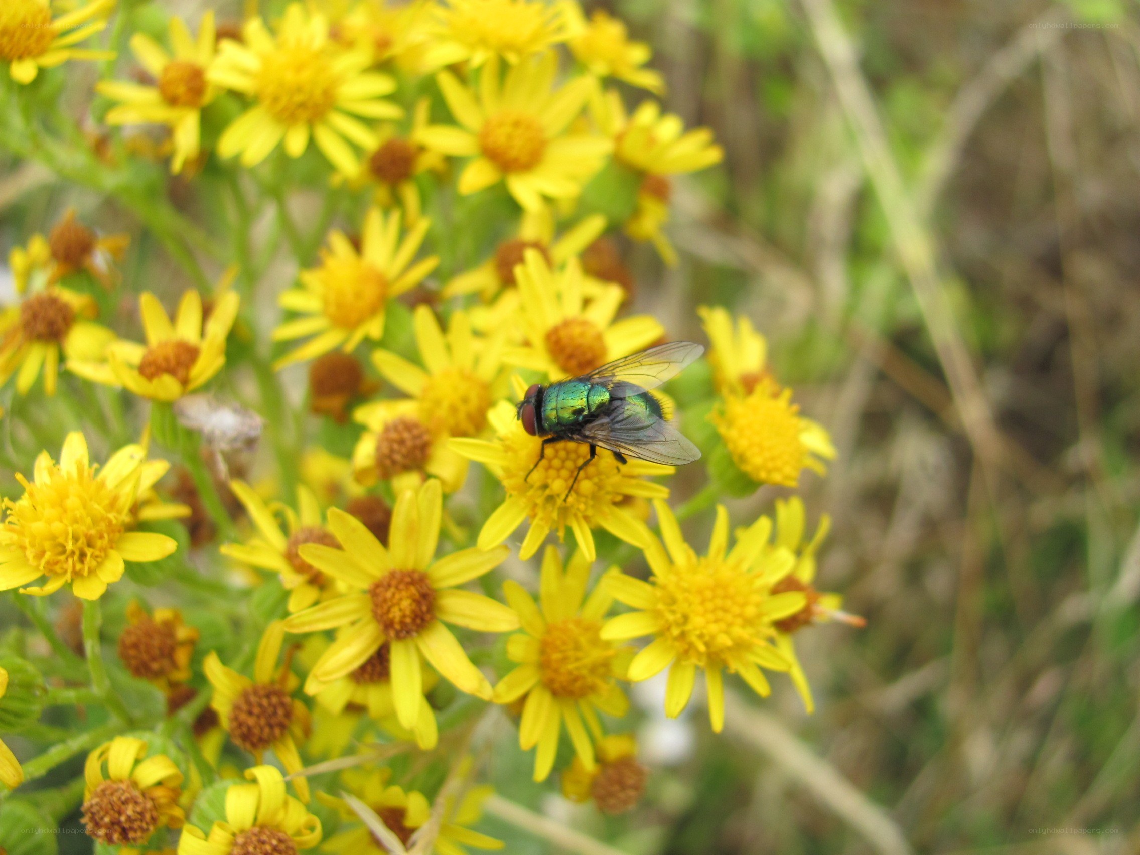 green fly on yellow flowers