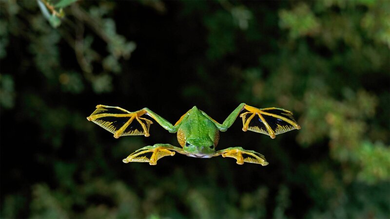 Green Flying Frog