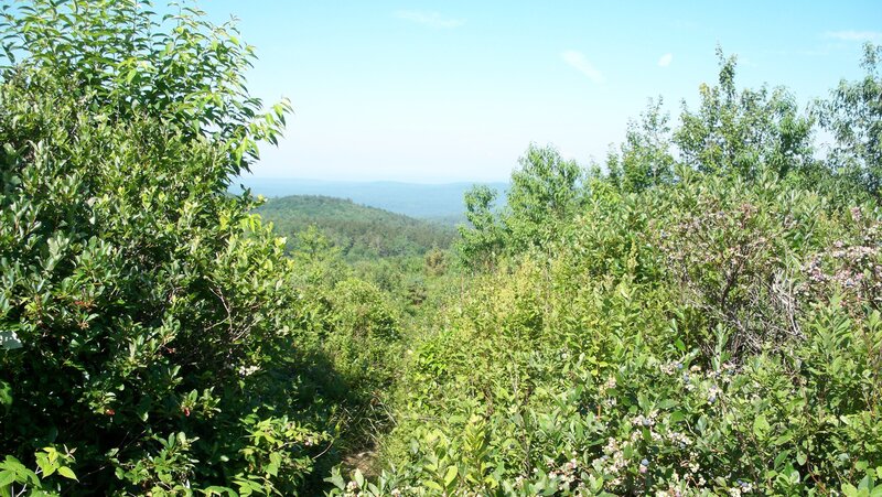 Green Foliage and Hills