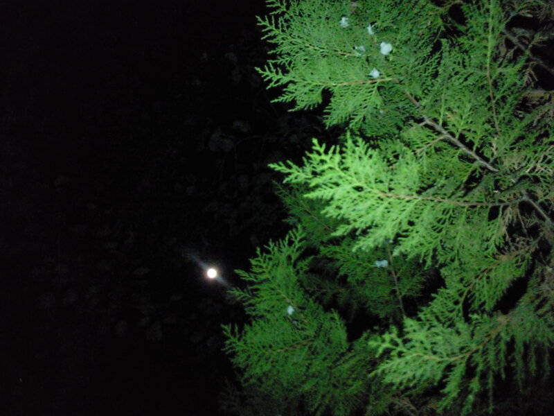 green foliage at night