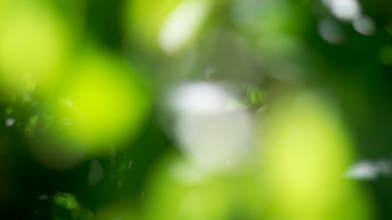 Green Foliage Bokeh