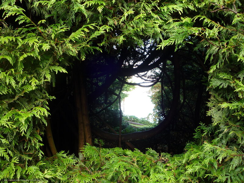 green foliage frame