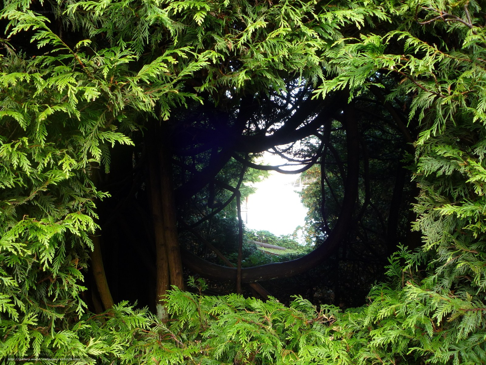 green foliage frame