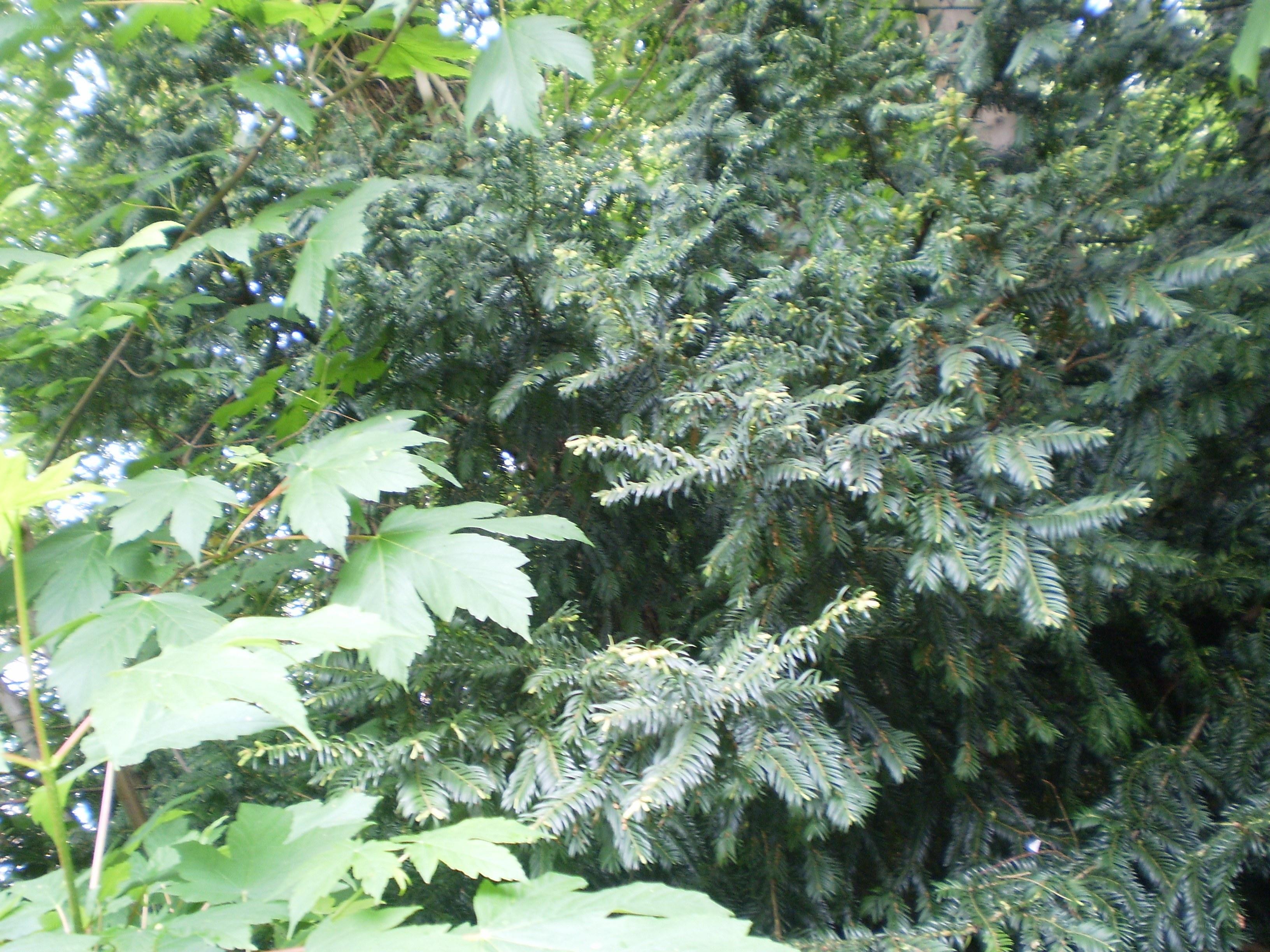 green foliage in a garden