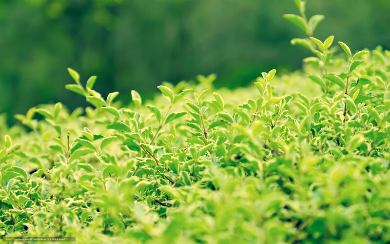 Green foliage in a garden