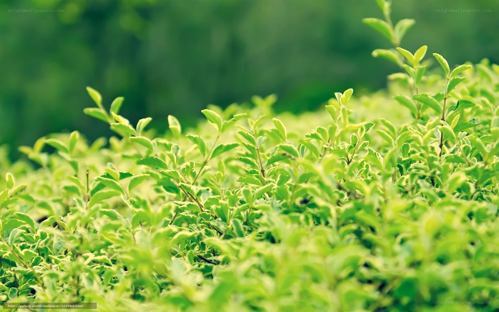 Green foliage in a garden