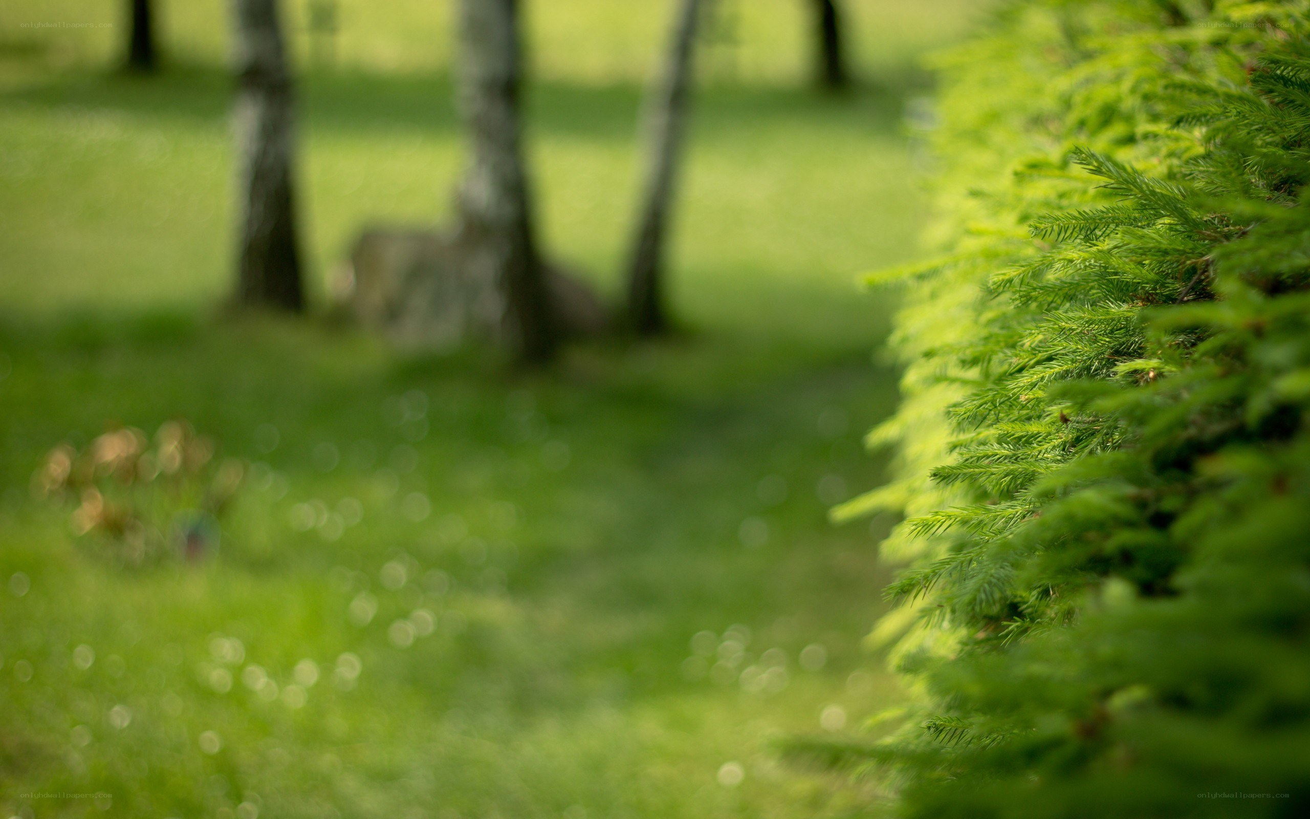 Green foliage in a park