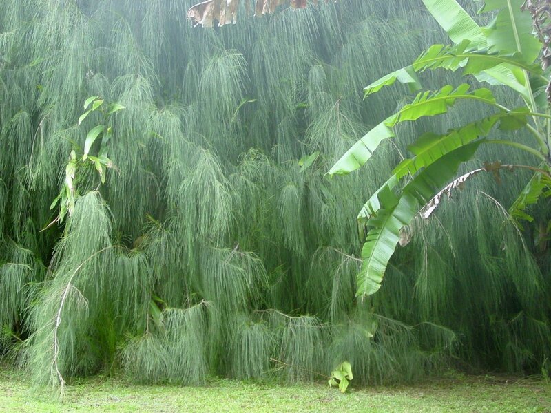 Green foliage in a tropical garden