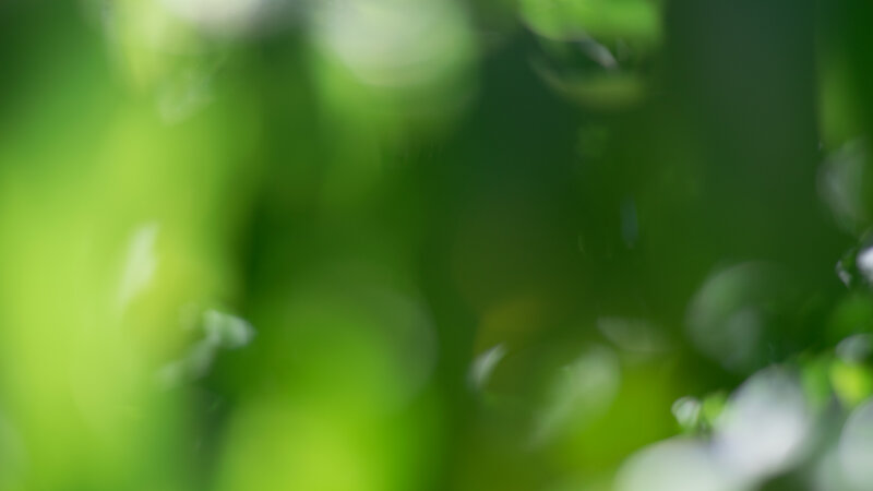Green Foliage in Focus — Serene