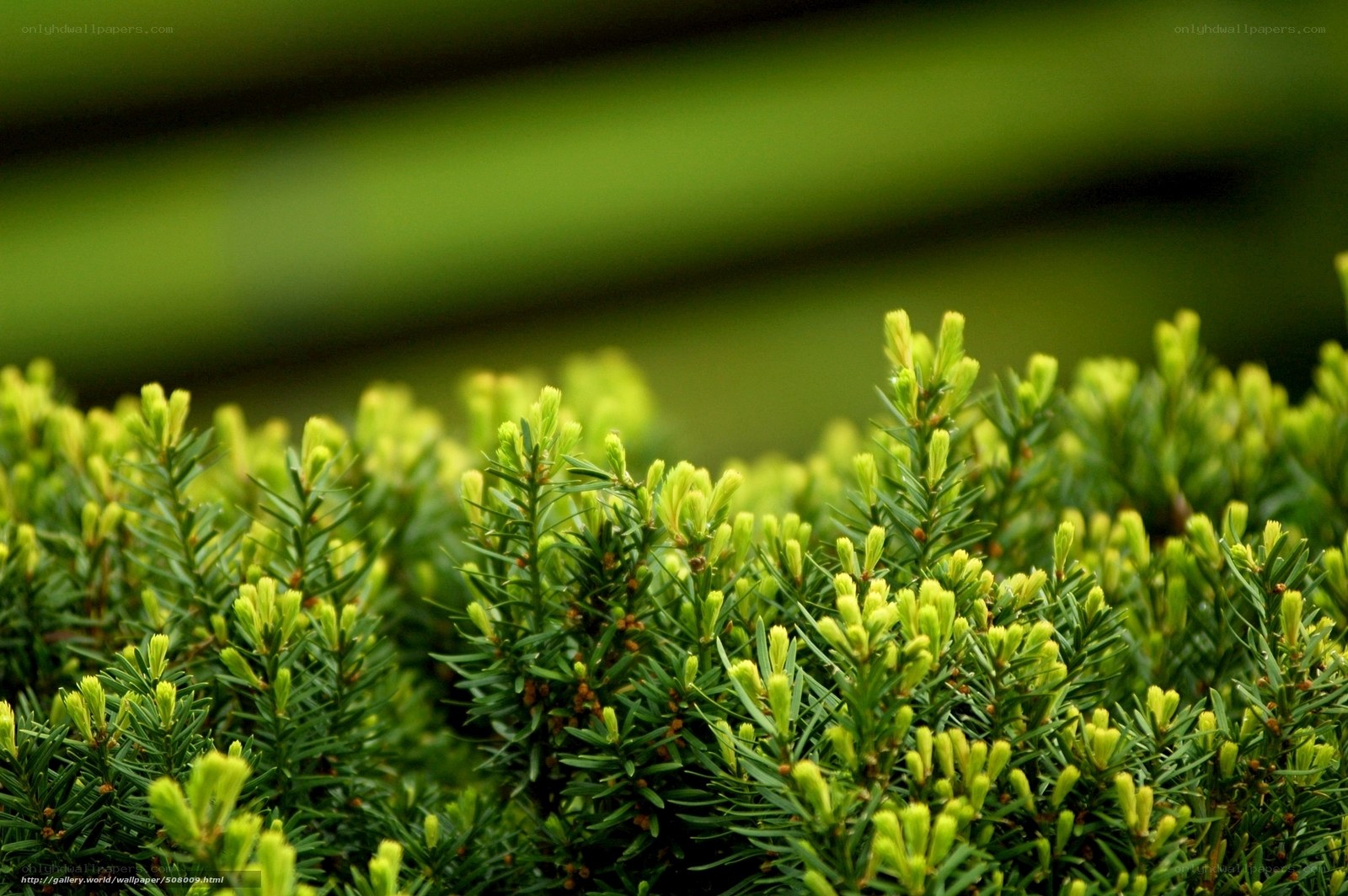 Green foliage in focus