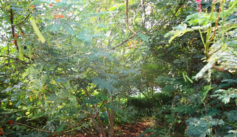Green Foliage in Forest