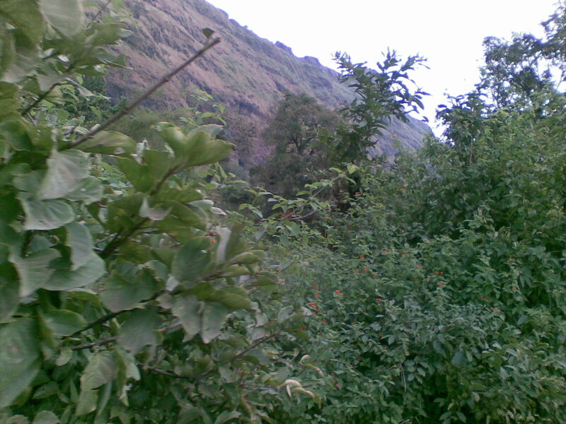 green foliage in mountain valley