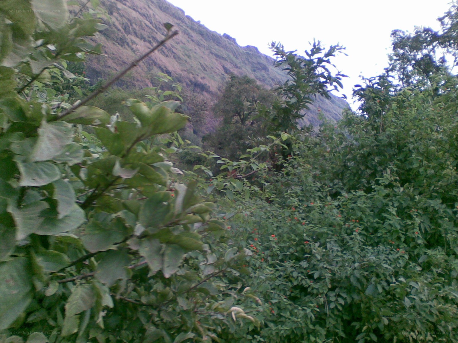 green foliage in mountain valley