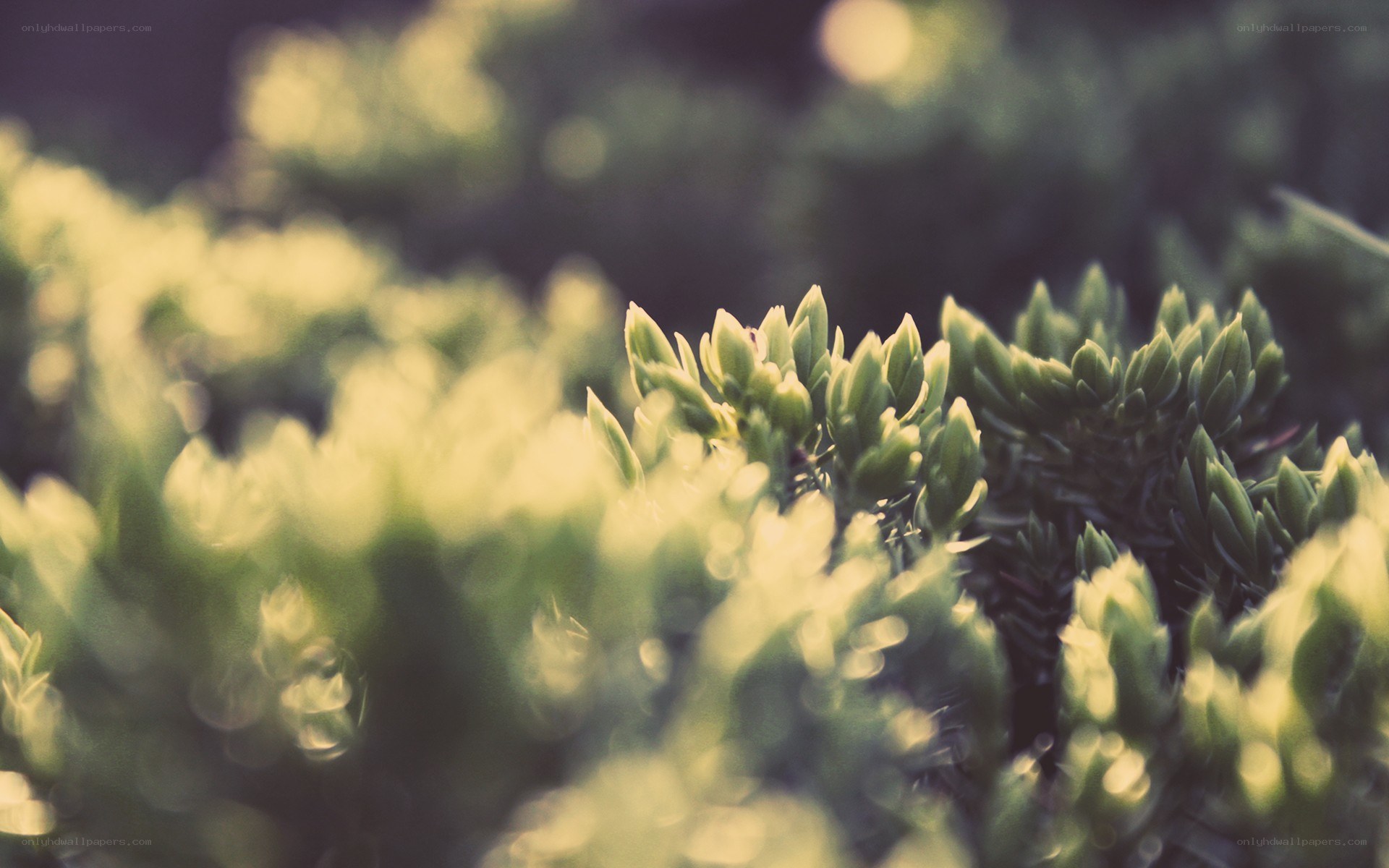 green foliage in soft focus