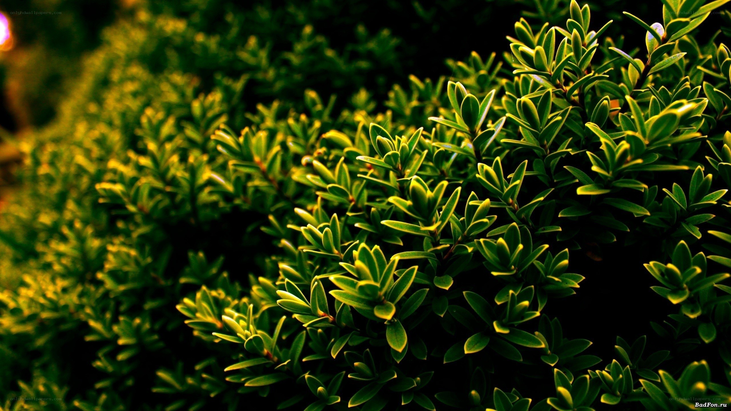 green foliage in sunlight