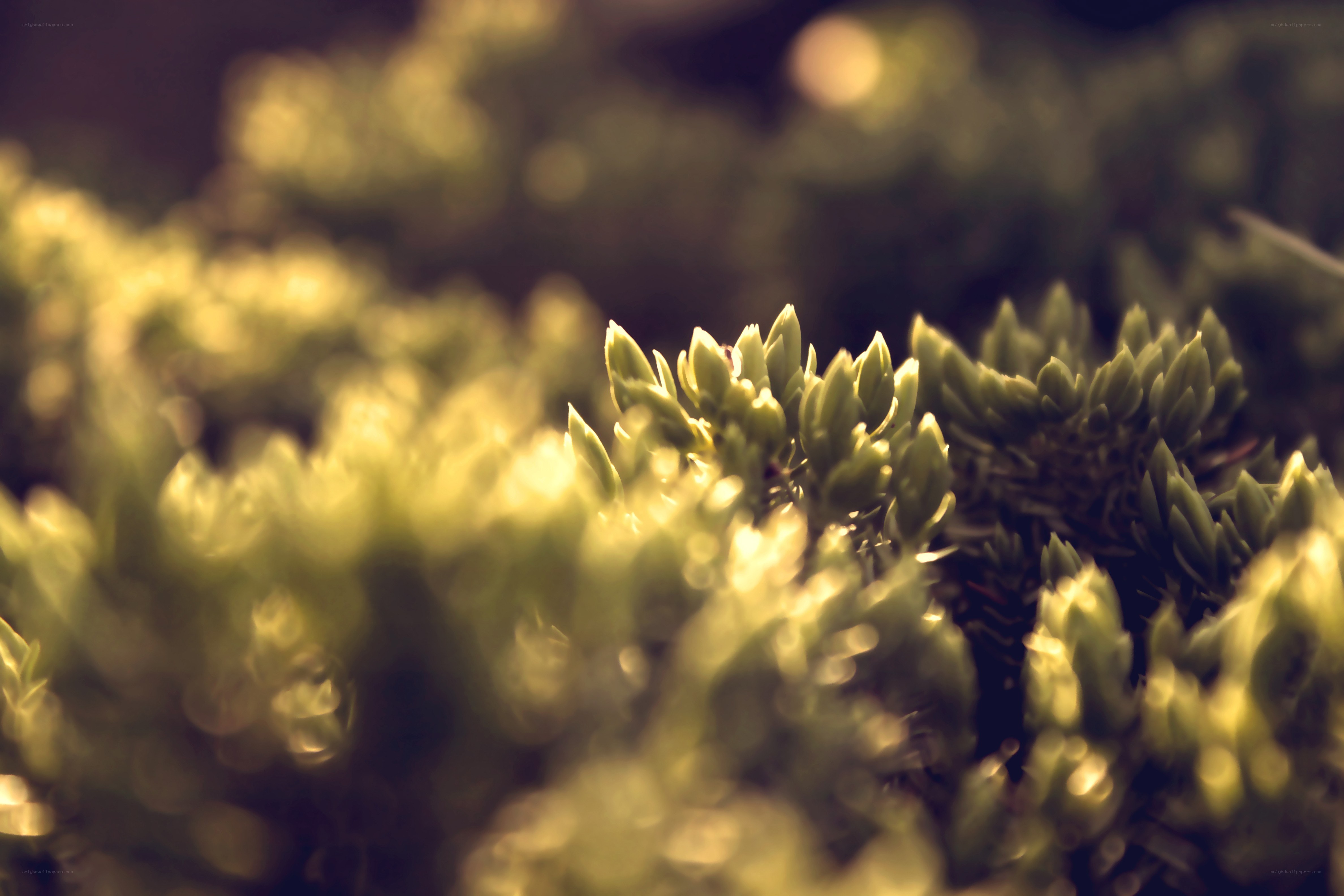 green foliage in sunlight