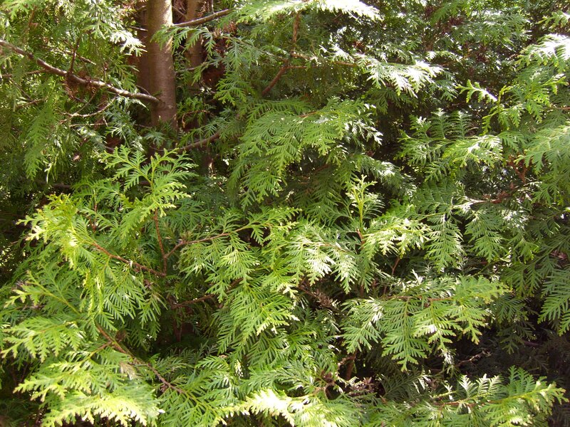 green foliage of a conifer
