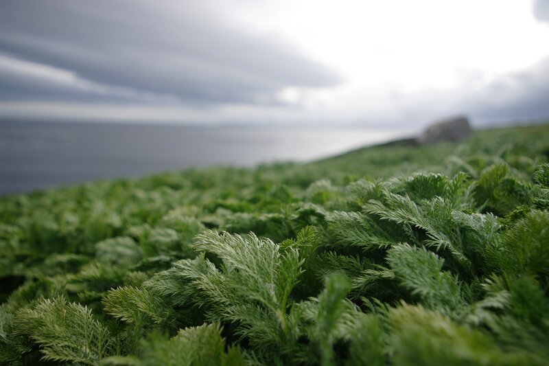 Green Foliage on Hillside