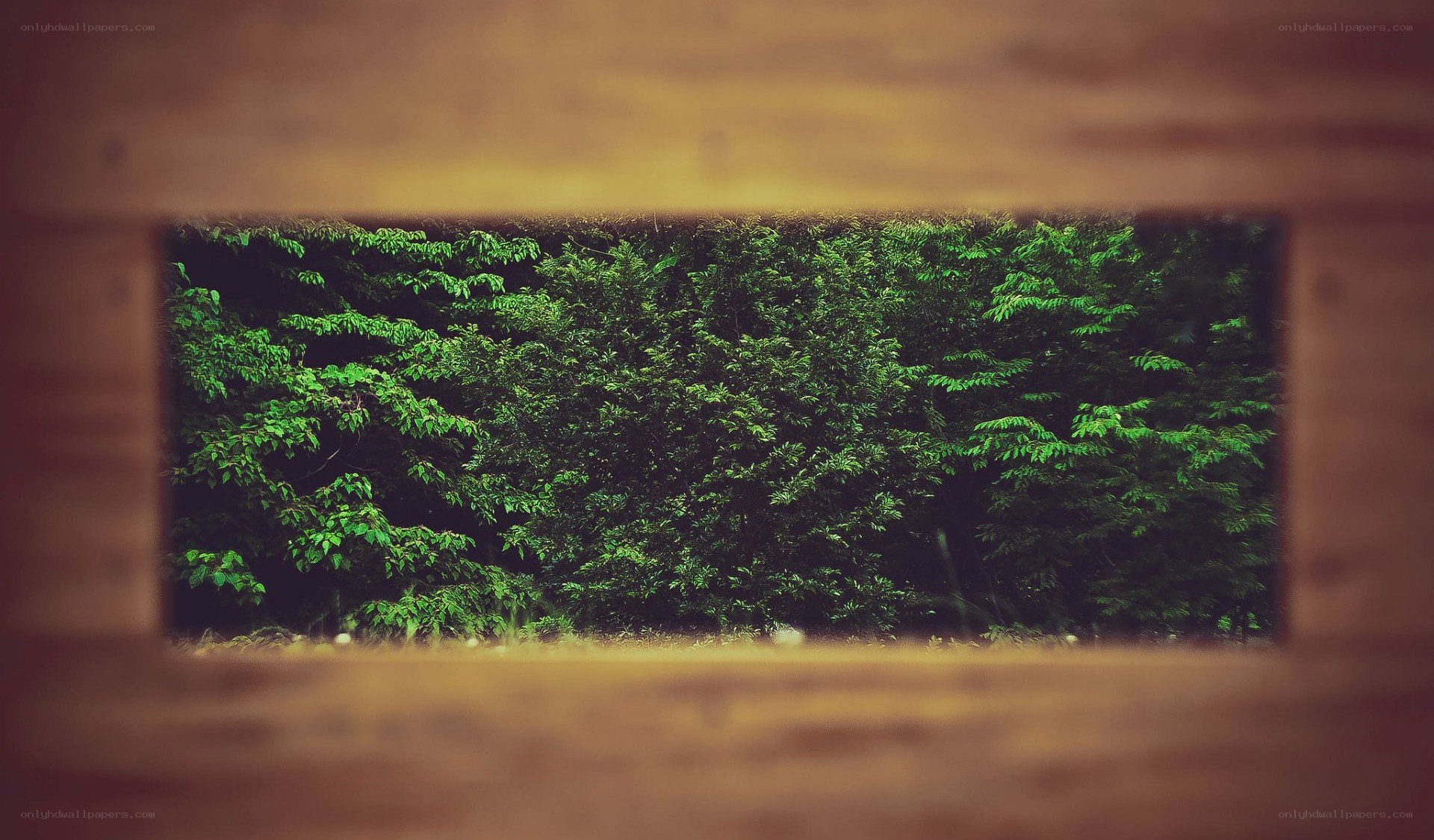 green foliage through wooden frame