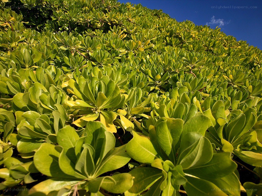 green foliage under blue sky