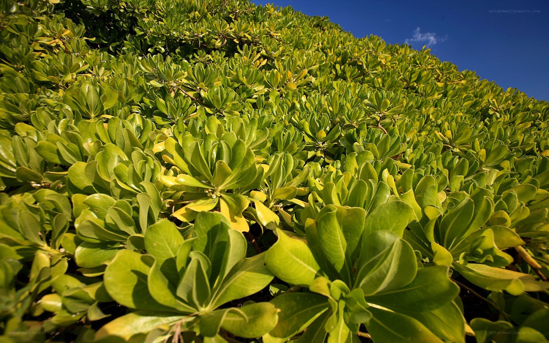 green foliage under blue sky