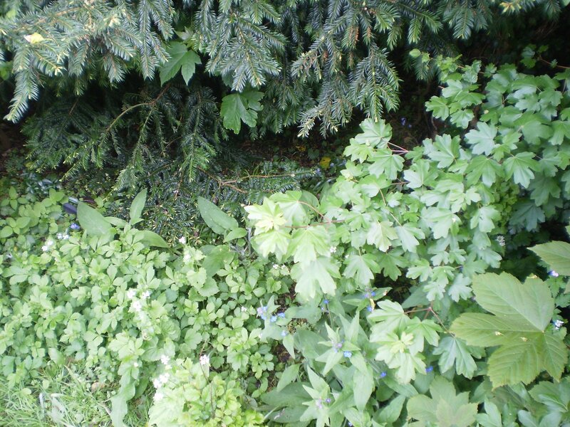green foliage under evergreen tree