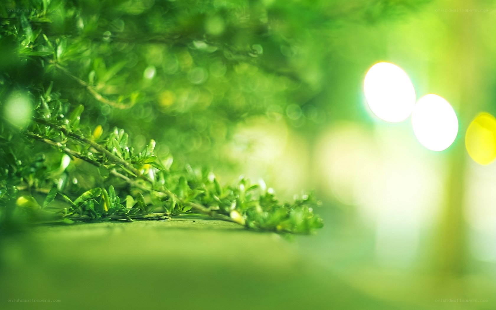 Green foliage with bokeh lights