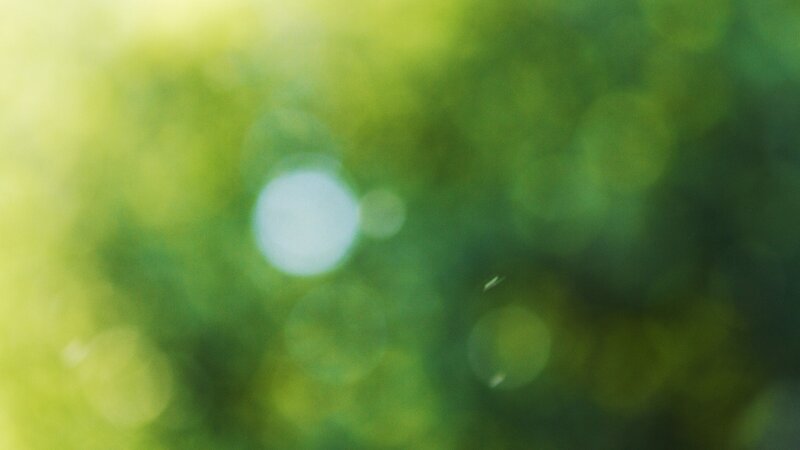 Green Foliage with Bokeh