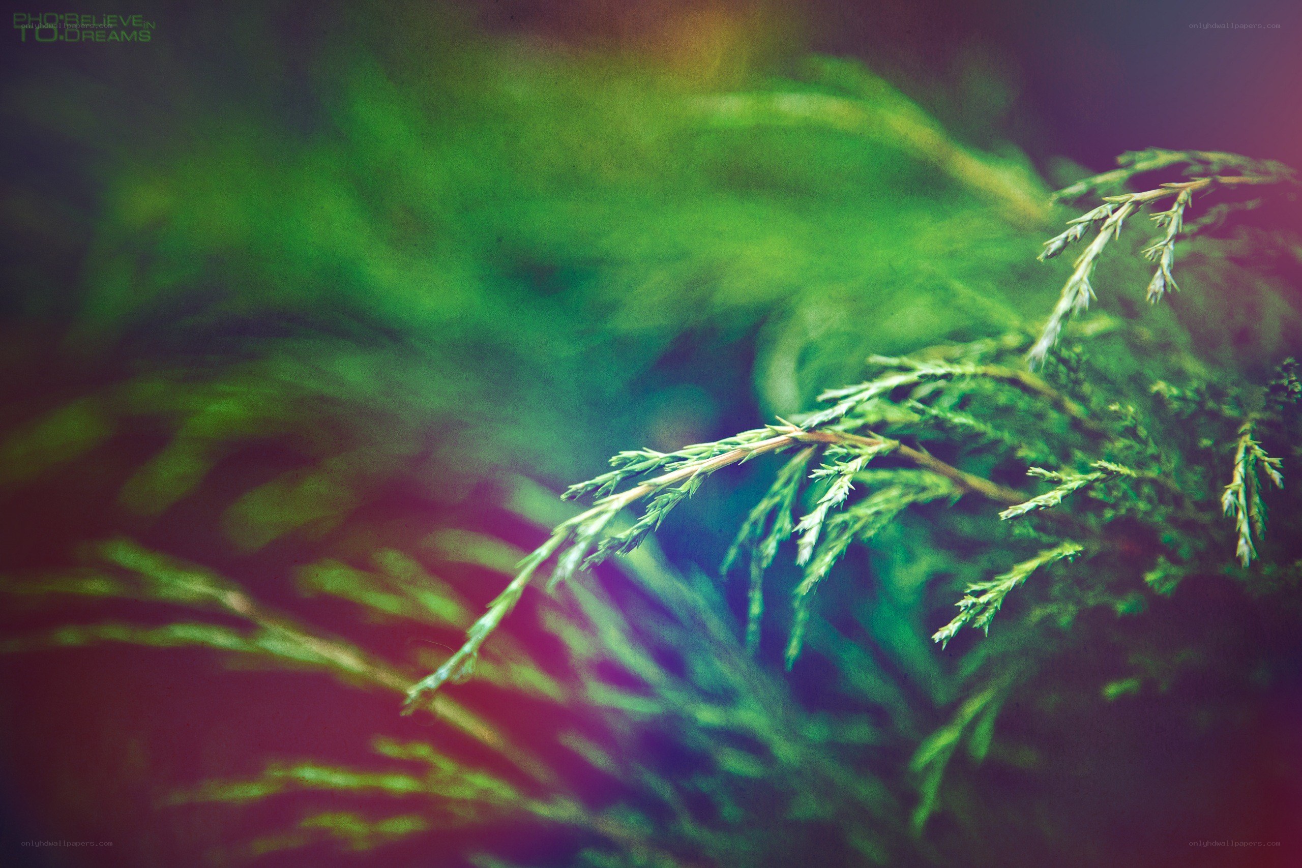 green foliage with colorful light