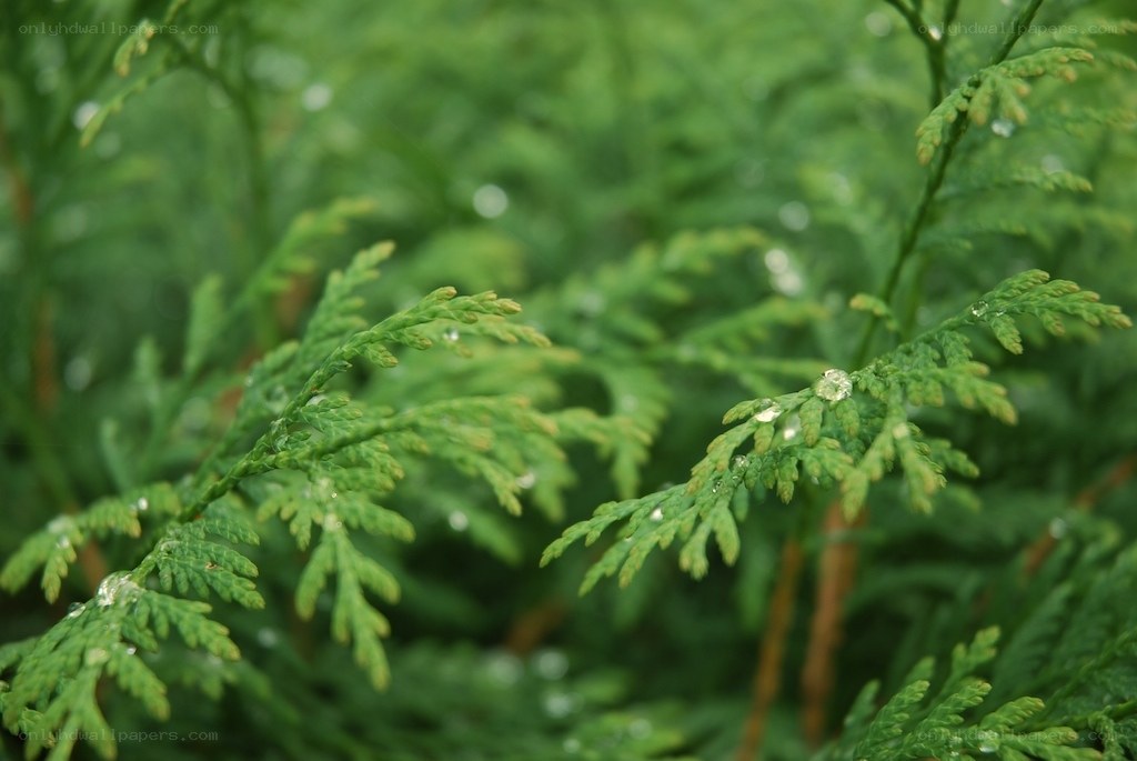 green foliage with water droplets