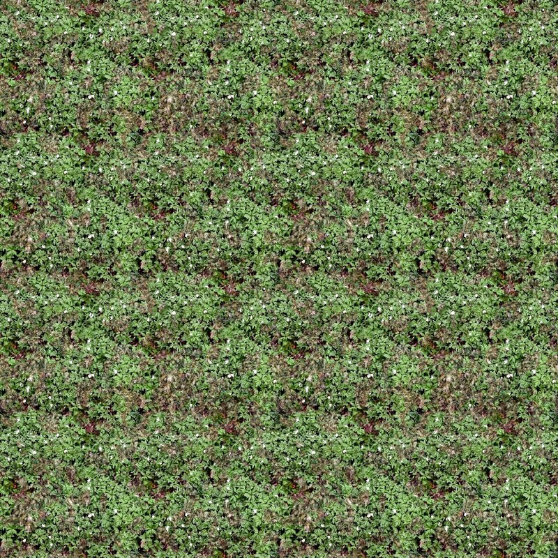 green foliage with white flowers