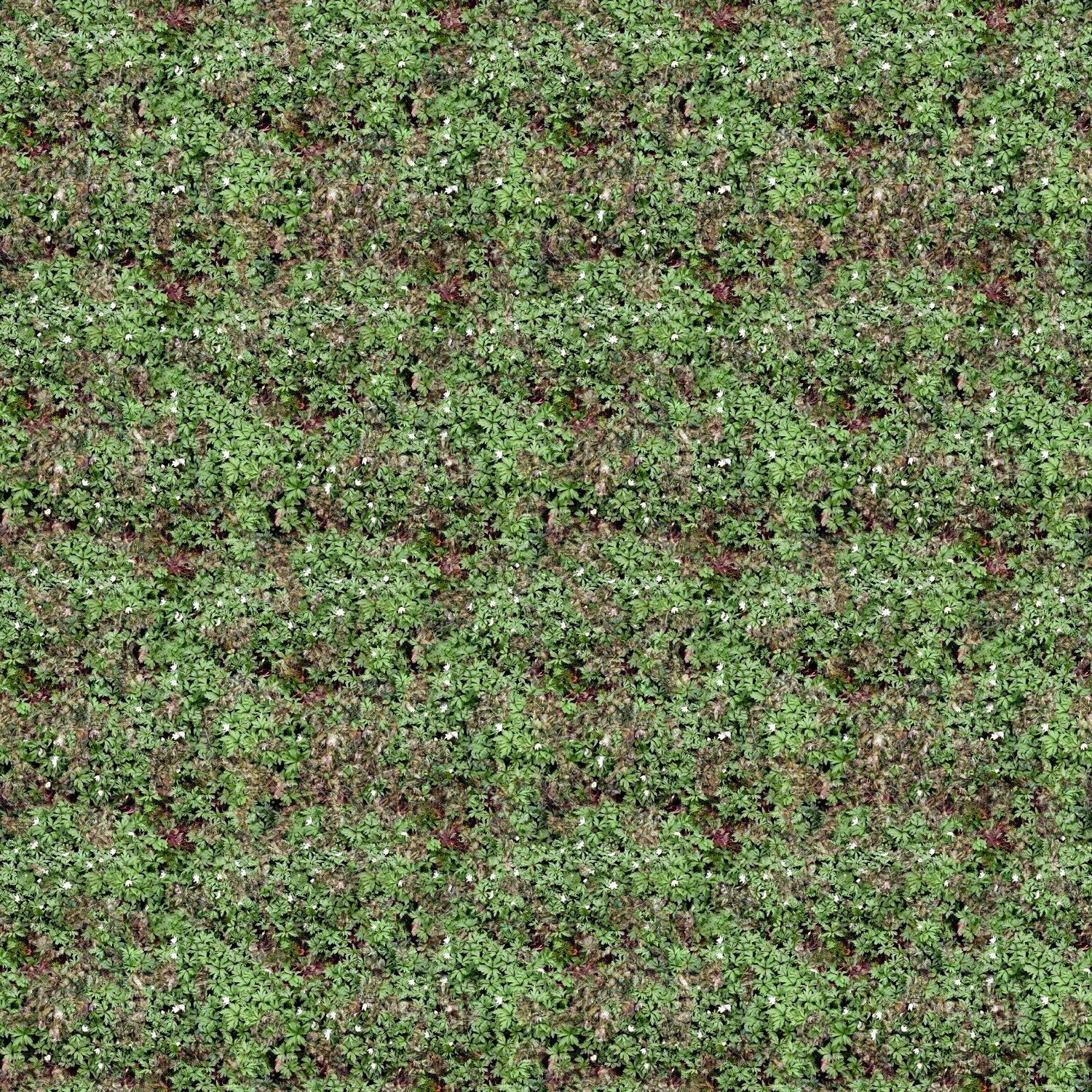 green foliage with white flowers