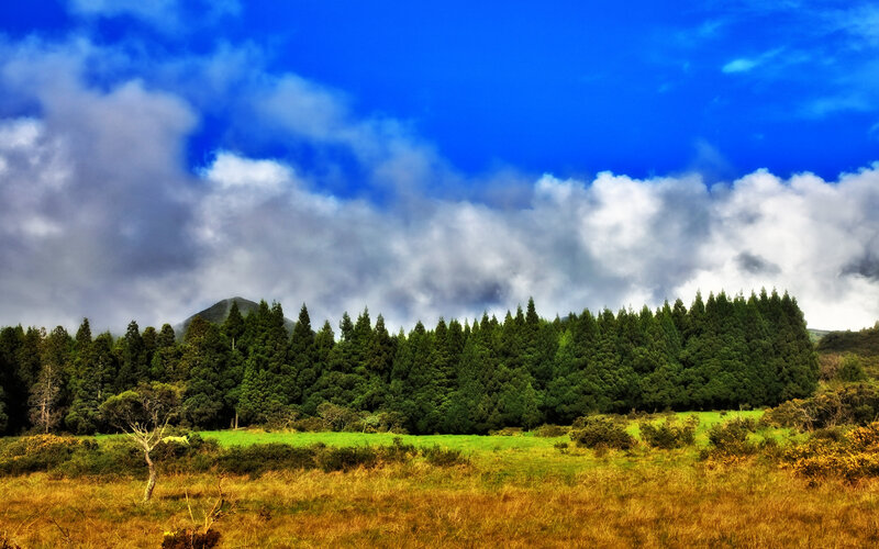 Green Forest and Grassland