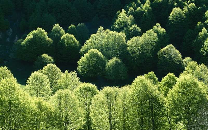 Green Forest Canopy — Serene, Afternoon, Photograph, Trees