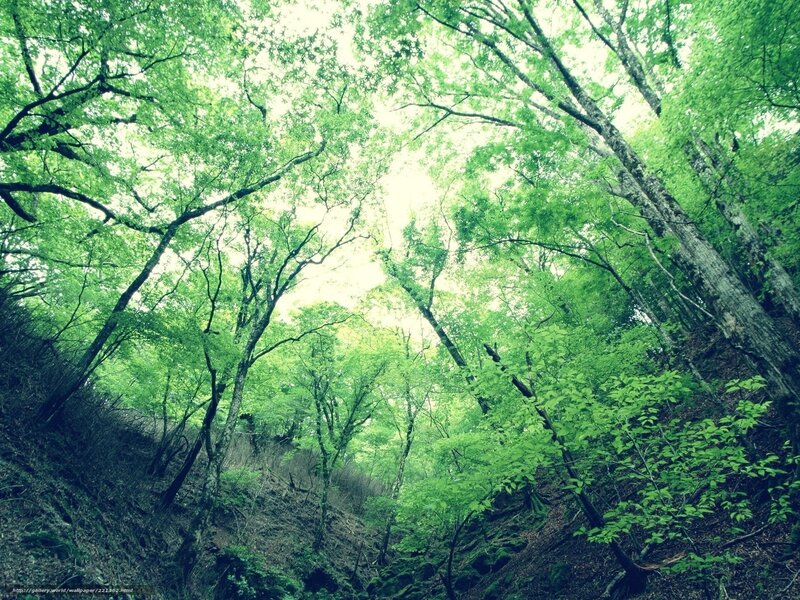 Green Forest Canopy — Serene, Morning, Photograph