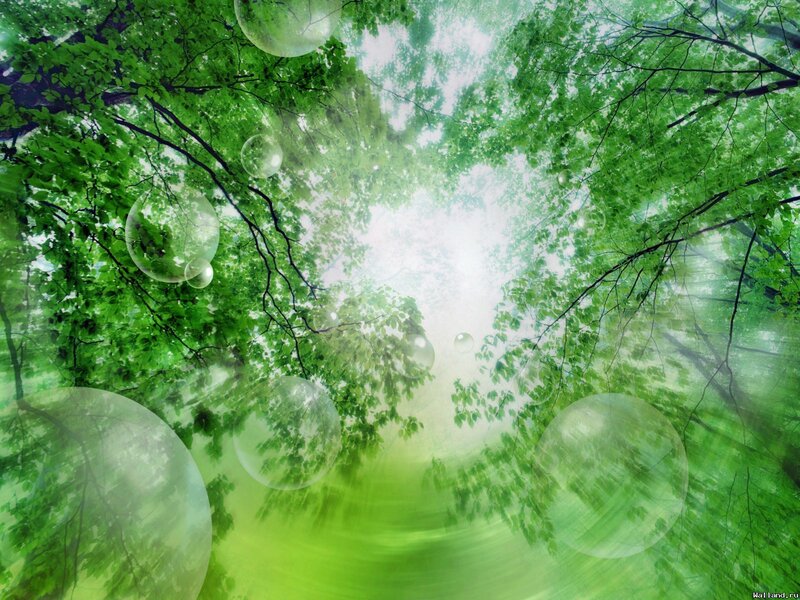 Green Forest Canopy — Serene, Morning