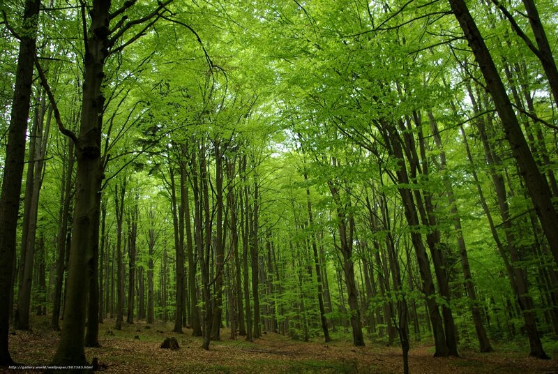 Green forest canopy